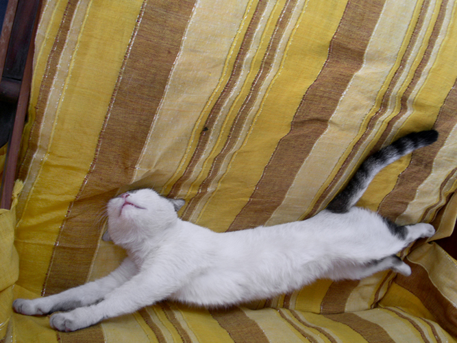001Miao