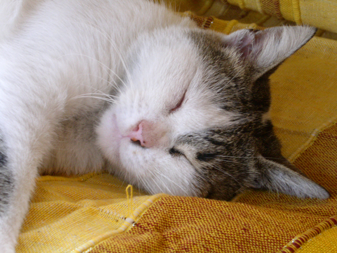 005Miao