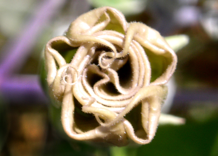 006BFiori a Salina