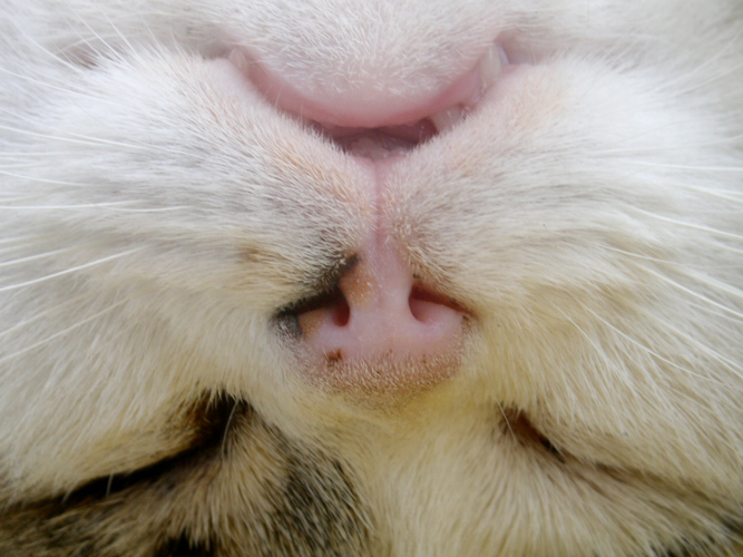 008Miao