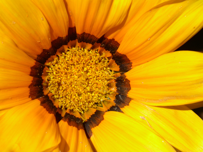 009fiori a mare al circolo