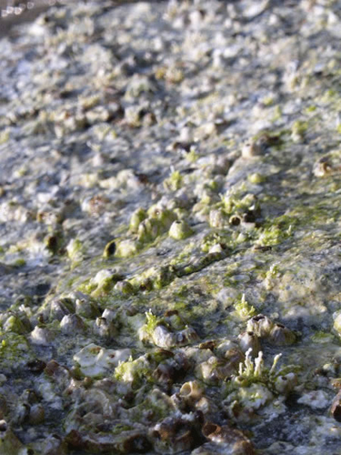 010Dal mare