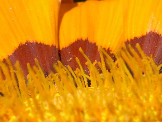 012Fiori e mare al circolo