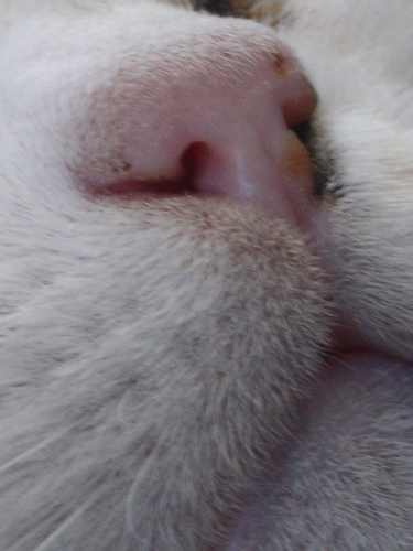 012Miao
