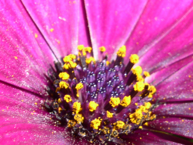 020Fiori e mare al circolo