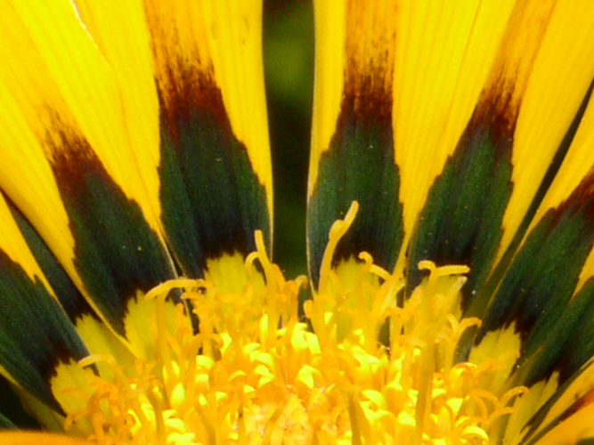 022Fiori a Salina