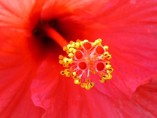 026Fiori e mare al circolo