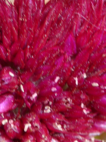 028Fiori a Salina