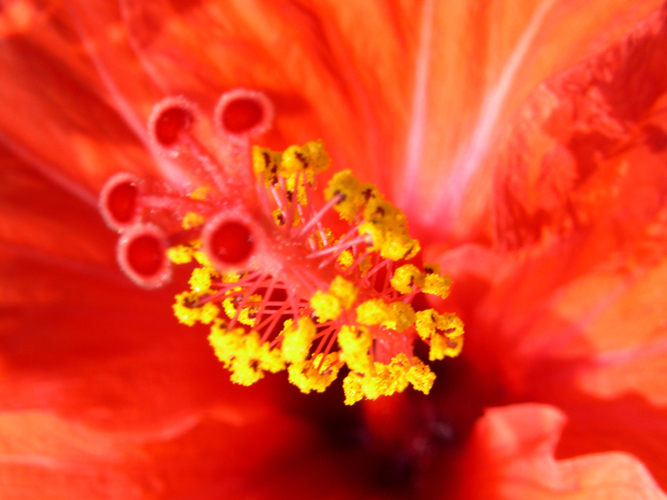 028Fiori e mare al circolo