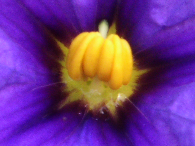 031Fiori a Salina