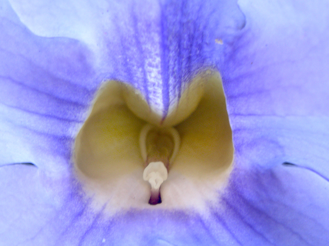 048Fiori a Salina