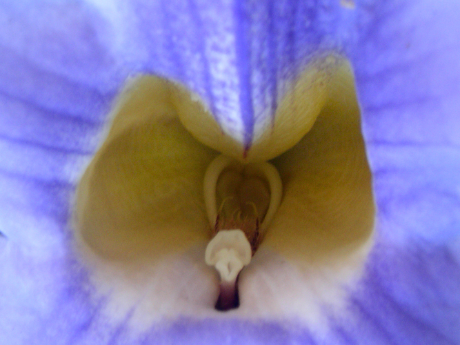 049Fiori a Salina