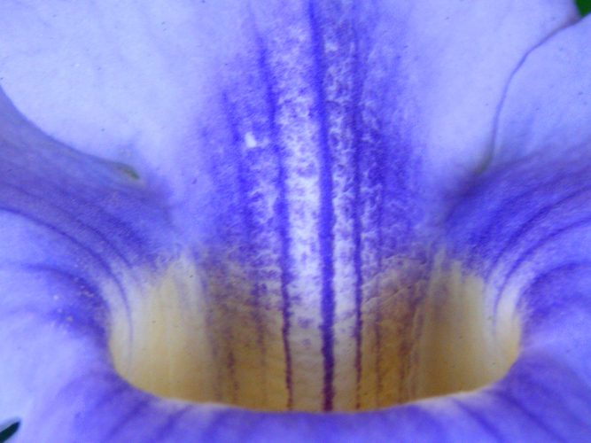 052Fiori a Salina