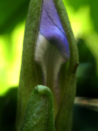 053BFiori a Salina