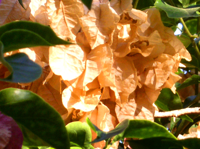 060Fiori a Salina