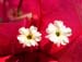 001BFiori a Salina