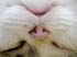 015-Miao a Salina