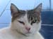 023Miao